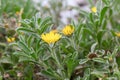 Beach Daisy, Pallenis maritima, yellow flowering plant